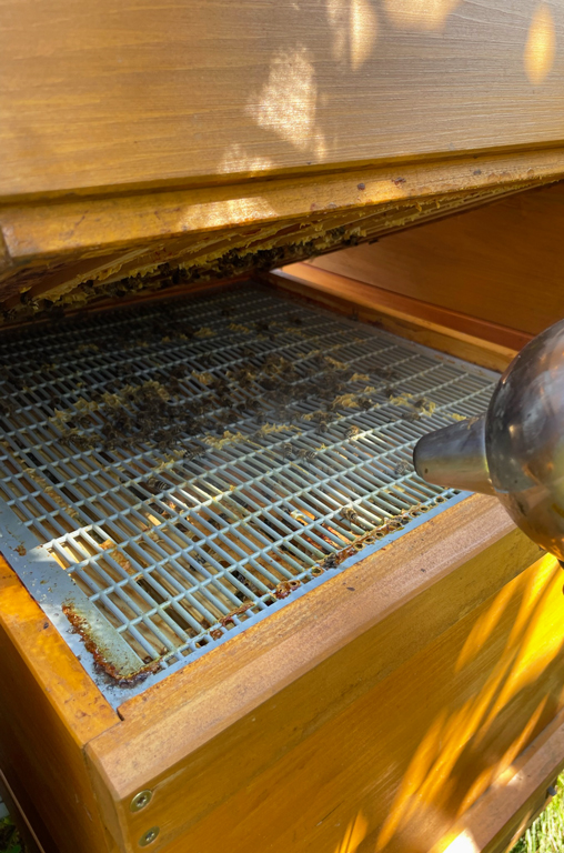 Ein Blick in den Bienenstand der Imkerei Hain