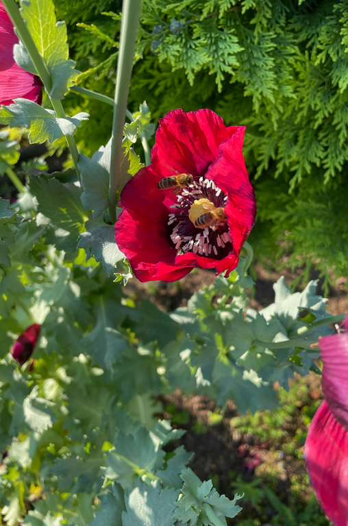 Bienen erfüllen eine enorme Bestäubungsleistung in der Natur