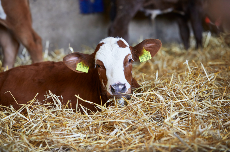 Strohkalb der EDEKA Südwest ©Michael Bode